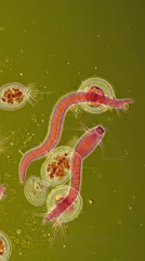 Colorful micrograph of protozoa and other single-celled organisms among filamentous structures — 8K royalty-free microscopic stock photo