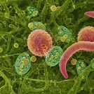 Microscopic view of protozoa and various microorganisms among a green fibrous background — 8K royalty-free microscopic stock photo