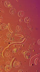 Microscopic view of diverse protozoa and other microorganisms — 8K royalty-free microscopic stock photo