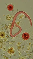 Micrograph of protozoa showing a curved, segmented worm-like organism among round cellular structures — 8K royalty-free microscopic stock photo