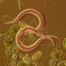 Coiled pink worm‑like microbe with a segmented body among rounded cellular structures — 8K royalty-free microscopic stock photo
