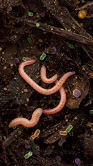 Close-up of pink earthworms wriggling in dark compost among decomposing plant material and tiny colorful micro-organisms — 8K royalty-free microscopic stock photo