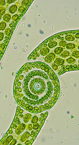 Micrograph of Spirogyra algae—green, filamentous freshwater algae with distinctive spiral chloroplasts — 8K royalty-free microscopic stock photo