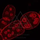 Red algae microalgae cells observed under fluorescence microscopy — 8K royalty-free microscopic stock photo