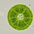 Green colonial algae forming a spherical cluster of numerous green cells (Volvox-like) — 8K royalty-free microscopic stock photo
