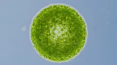 Colonial green algae colony composed of many round green cells — 8K royalty-free microscopic stock photo