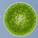 Colonial green algae forming a dense, spherical cluster of many green cells — 8K royalty-free microscopic stock photo