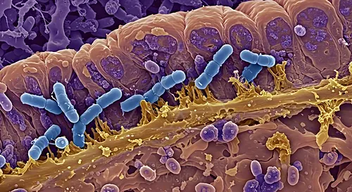 Colorized SEM image showing E. coli bacteria attached to a cell surface — 8K royalty-free microscopic stock photo
