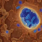 Color-enhanced micrograph of blue rod-shaped bacteria inside a membrane-bound vesicle within host tissue — 8K royalty-free microscopic stock photo