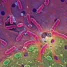 Rod-shaped pathogenic bacteria among tissue structures — 8K royalty-free microscopic stock photo