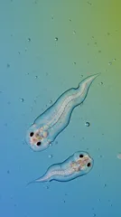 Two translucent flatworms (planarians) swimming in a blue-green microscopic field — 8K royalty-free microscopic stock photo