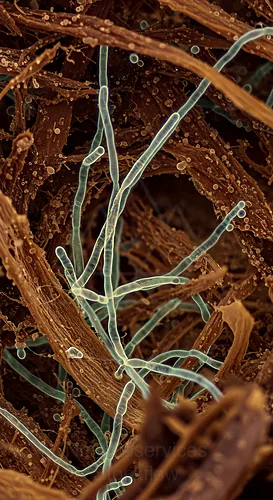 Microfungal hyphae intertwined with plant debris — 8K royalty-free microscopic stock photo