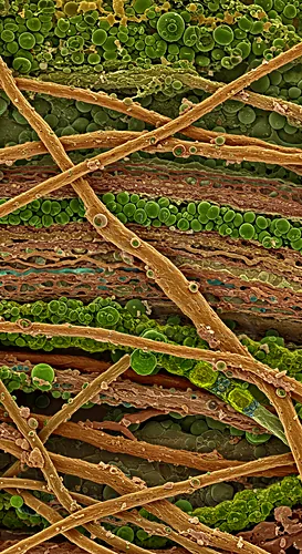 Microscopic cross-section showing fungal structures and algal cells within layered plant tissue, with circular spores and multicolored cellular strata — 8K royalty-free microscopic stock photo