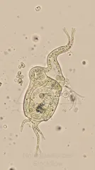 Microscopic image of a protozoan parasite with a curved body and multiple flagellated appendages — 8K royalty-free microscopic stock photo