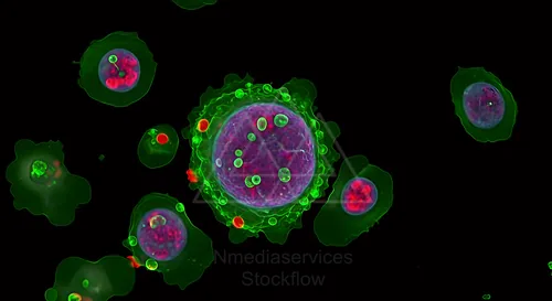 Fluorescent micrograph of Leishmania parasite within a host cell, showing vibrant green membranes, purple cytoplasm, and red/red-pink internal structures — 8K royalty-free microscopic stock photo
