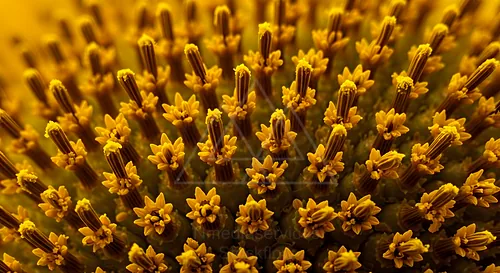 Macro photograph of sunflower pollen grains with a yellow, oily texture — 8K royalty-free microscopic stock photo
