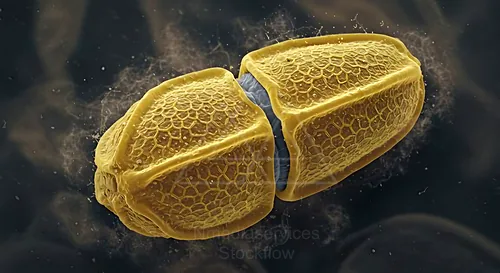 Winged pine pollen grains, two halves with a hexagonal textured surface in yellow — 8K royalty-free microscopic stock photo