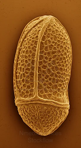 Pine pollen grain, winged form, highly magnified with a hexagonal honeycomb-like surface pattern — 8K royalty-free microscopic stock photo