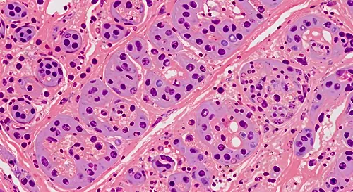 Microscopic view of kidney tissue showing renal tubules with cuboidal epithelium, prominent nuclei, and surrounding pink-staining interstitium — 8K royalty-free microscopic stock photo