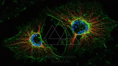 Fluorescent micrograph of two adjacent cells showing a green cytoskeleton and membrane, red filamentous networks, and blue nuclei — 8K royalty-free microscopic stock photo