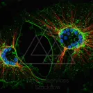 Fluorescence micrograph of a cultured cell showing green membrane/cytoskeleton, red actin fibers, and blue nuclei — 8K royalty-free microscopic stock photo