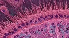 False-colored microscopic cross-section of ciliated epithelial cells, showing a row of hairlike cilia above rounded cells with prominent nuclei — 8K royalty-free microscopic stock photo