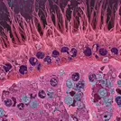 False-colored microscopic cross-section of ciliated epithelial cells, showing a row of hairlike cilia above rounded cells with prominent nuclei — 8K royalty-free microscopic stock photo