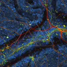 False-colored microscopic cross-section of ciliated epithelial cells, showing a row of hairlike cilia above rounded cells with prominent nuclei — 8K royalty-free microscopic stock photo