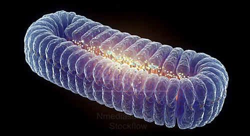 A detailed 3D rendering of a mitochondrion with its folded inner membrane — 8K royalty-free microscopic stock photo