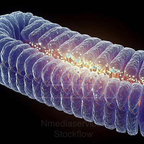 Illustration of a mitochondrion with folded inner membrane cristae and embedded genetic material — 8K royalty-free microscopic stock photo