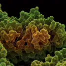 Colorized electron microscopy image of clustered cells — 8K royalty-free microscopic stock photo