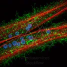Fluorescent micrograph showing red filamentous fibers with green cellular structures and blue-stained nuclei — 8K royalty-free microscopic stock photo