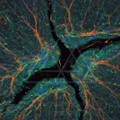 Illustration of a neuron with a myelinated axon and a glowing active region (node of Ranvier) — 8K royalty-free microscopic stock photo
