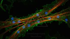 Fluorescent micrograph of cells with blue nuclei, green cytoskeletal network, and red actin fibers — 8K royalty-free microscopic stock photo