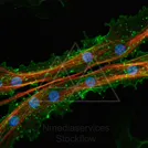 Fluorescent microscopy image of a cell showing red actin filaments, green mitochondria, and blue nuclei with scattered green vesicles — 8K royalty-free microscopic stock photo