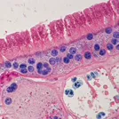 Intricate look at biological structures at a cellular level. Captured with advanced microscopic imaging technology — 8K royalty-free microscopic stock photo