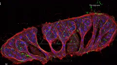 Fluorescence micrograph of epithelial tissue: blue nuclei, red cytoskeleton outlining cell borders, and green markers marking additional structures scattered throughout the tissue — 8K royalty-free microscopic stock photo