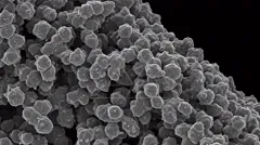 Scanning electron micrograph of densely packed, spherical bacterial cells forming a clustered colony — 8K royalty-free microscopic stock photo