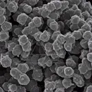 Microscopic grayscale SEM image showing a dense cluster of rounded, lobed cellular particles with textured surfaces — 8K royalty-free microscopic stock photo