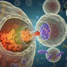 Close-up illustration of a large host cell exchanging vesicles with a neighboring cell, highlighting internal organelles and colorful vesicles in a microenvironment — 8K royalty-free microscopic stock photo