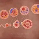 Illustration of several magnified circular cellular structures showing different organelles and components — 8K royalty-free microscopic stock photo