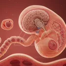 In utero fetus illustration with developing brain and spine, connected by the umbilical cord to the placenta — 8K royalty-free microscopic stock photo