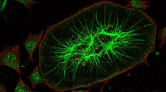 Fluorescence micrograph of a cell showing a dense green tubular cytoskeleton spanning the cytoplasm, with a red actin cortex outlining the cell and green intracellular granules — 8K royalty-free microscopic stock photo