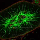 Fluorescent micrograph of neurons with extensive green axonal processes in a tissue slice — 8K royalty-free microscopic stock photo