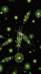 Fluorescent green micrograph of elongated, segmented aquatic microorganisms with internal granules and fine thread-like appendages — 8K royalty-free microscopic stock photo