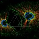 Actin — collection preview