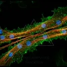 High fidelity micrograph of actin filaments (red) intertwined with cellular structures, highlighted in green with blue nuclei, illustrating cytoskeletal organization and intracellular connections at the microscale — 2K royalty-free microscopic stock footage