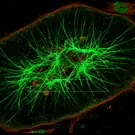 A fluorescent microscopic image reveals a dense green network radiating from a central hub, with red cell-edge outlines and scattered green specks throughout the cytoplasm, illustrating intricate internal architecture — 2K royalty-free microscopic stock footage