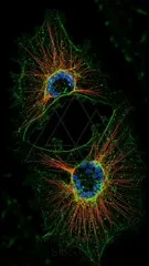 Fluorescent image of a single cell revealing a dynamic cytoskeleton: red actin filaments emanating from a blue-stained nucleus, interwoven with green cellular structures and dotted green markers — 4K royalty-free microscopic stock footage