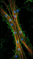 Fluorescent micrograph of actin filaments (orange) spanning across blue-nucleated cells, with green intracellular structures, revealing a network of cytoskeletal fibers and cellular interactions in a microenvironment — 4K royalty-free microscopic stock footage